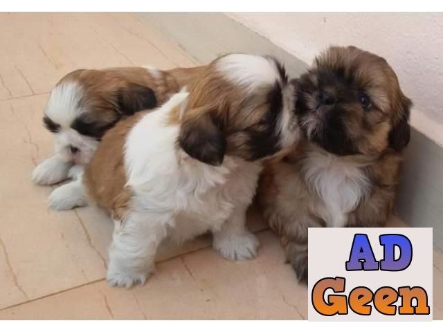 used TOP QUALITY KCI REGISTERED AND VACCINATED SHIH TZU PUPPIES FOR SALE WHATSAPP 9394723667 for sale 